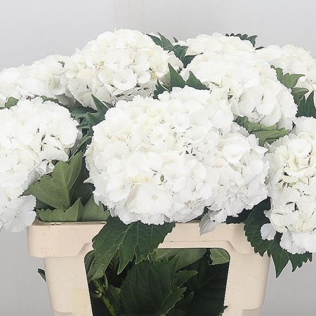 Hydrangea White Pop