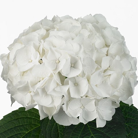 Hydrangea White Virgin