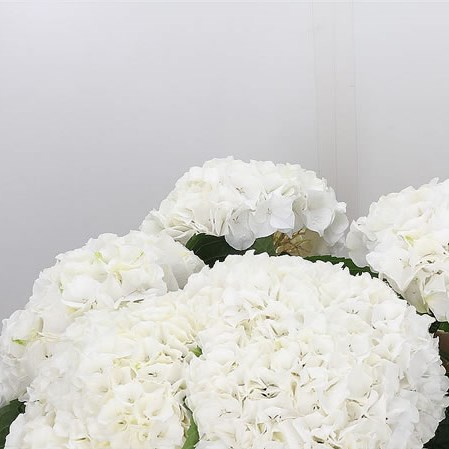 Hydrangea White Virgin