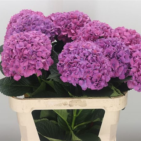 Hydrangea4937　0806 Hydrangea Xenon 80cm | Wholesale Dutch Flowers & Florist