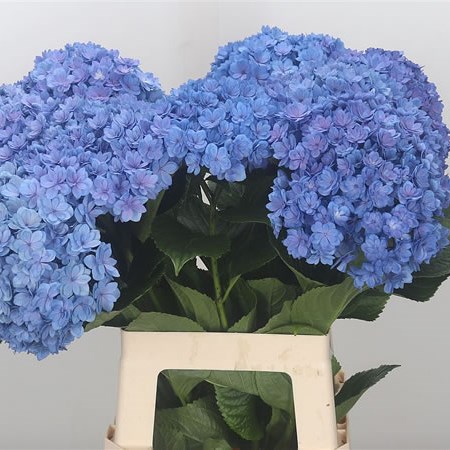 Hydrangea You & Me Together Blue