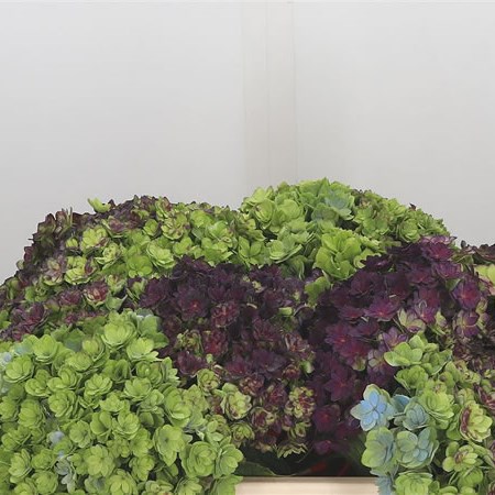 Hydrangea You & Me Together Classic