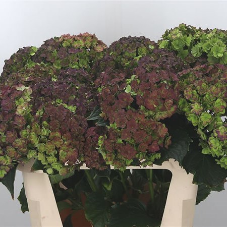 Hydrangea You & Me Together Classic