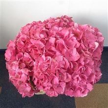 Hydrangea glowing alps pink