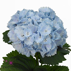 Hydrangea lolly pop blue