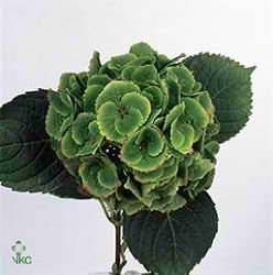 Hydrangea magical emerald Classic