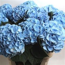 Hydrangea margarita blue