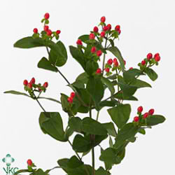 Hypericum coco rico