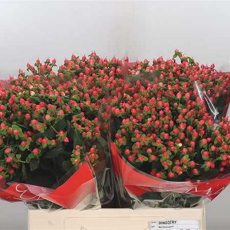 Hypericum Blushing Romance