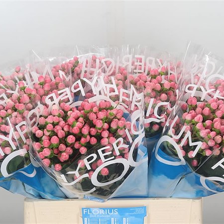 Hypericum Coco Casino