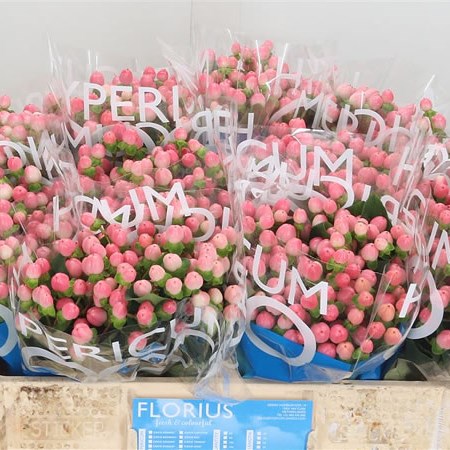 Hypericum Coco Casino