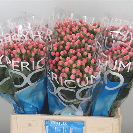 Hypericum Coco Casino