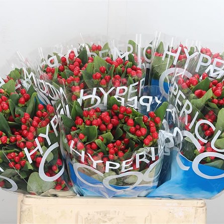 Hypericum Coco Diablo (Spray)