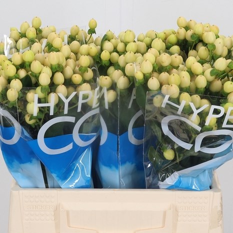 Hypericum Coco Gelato