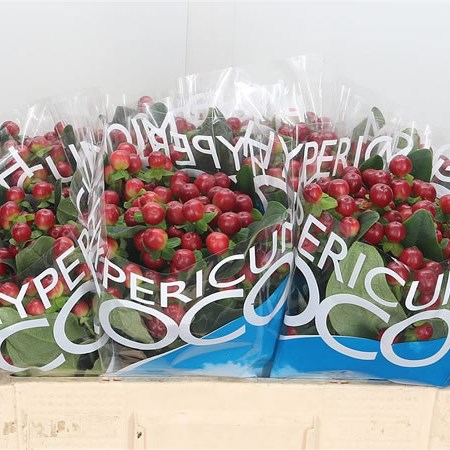 Hypericum Coco Grando