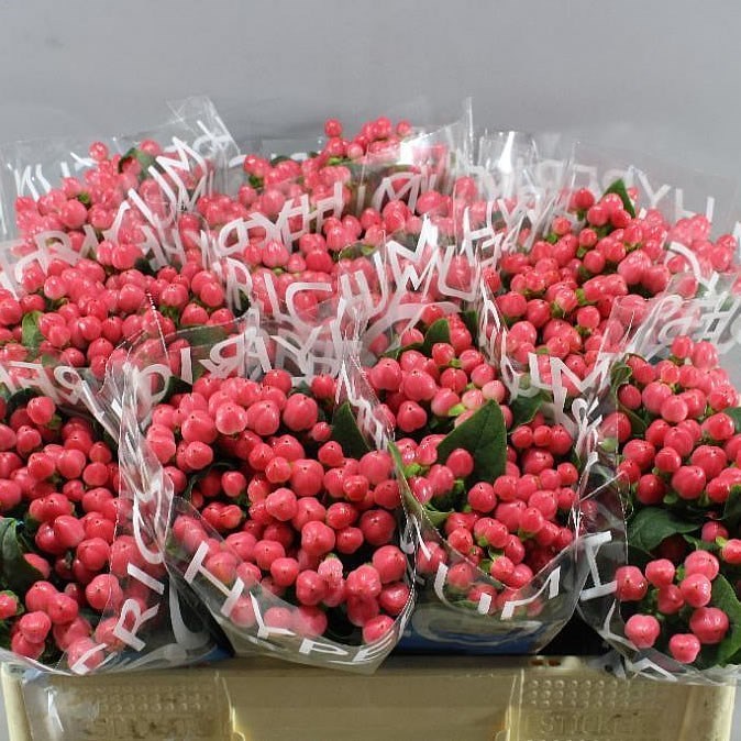 Hypericum Coco Lipstick