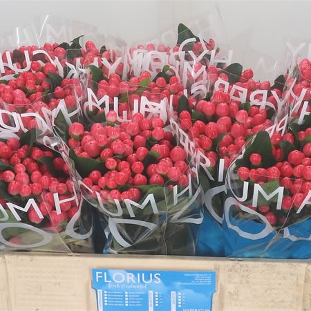 Hypericum Coco Lipstick
