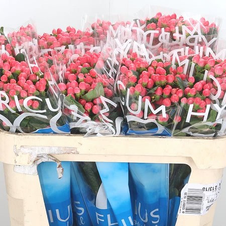 Hypericum Coco Lipstick