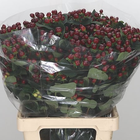 Hypericum Coco Montana (Spray)