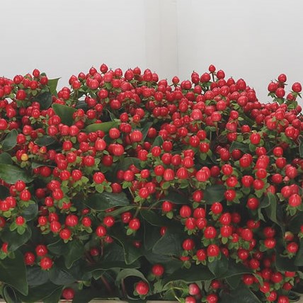 Hypericum Coco Rio (Spray)