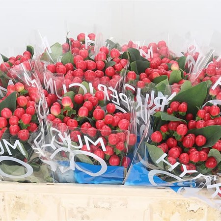 Hypericum Coco Tango