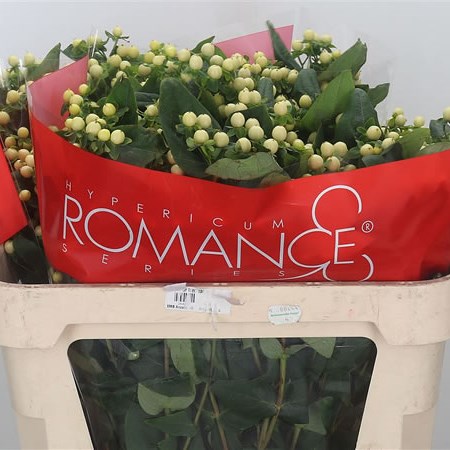Hypericum Cool Romance (Spray)
