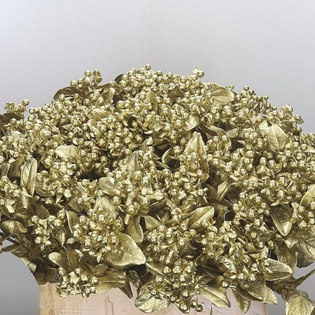 Hypericum Dyed Gold