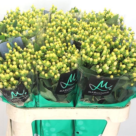 Hypericum Ivory Flair
