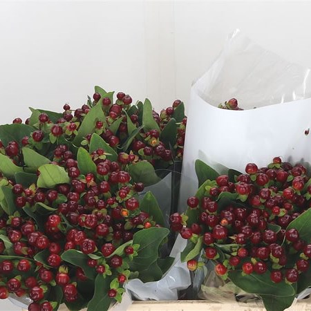 Hypericum Magical Cherry
