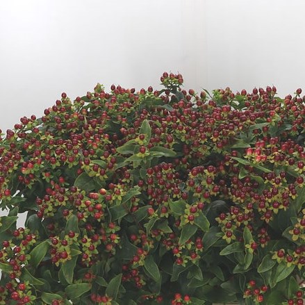 Hypericum Magical Fall