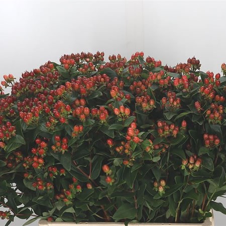 Hypericum Magical Indian Fall (Spray)