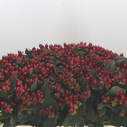 Hypericum Magical Midnight Glow