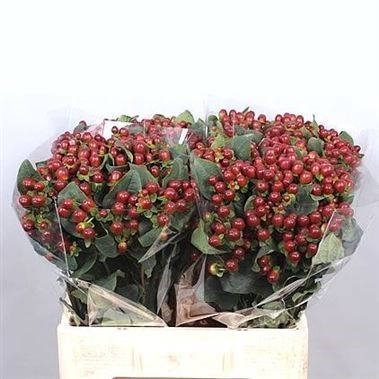 Hypericum Magical Mocca