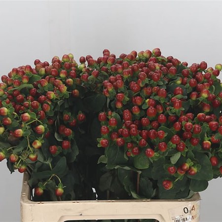 Hypericum Magical Mocca
