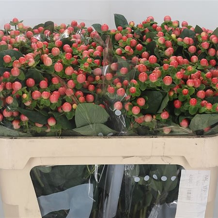 Hypericum Magical Pink Giant
