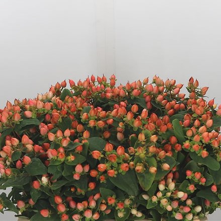 Hypericum Magical Pumpkin