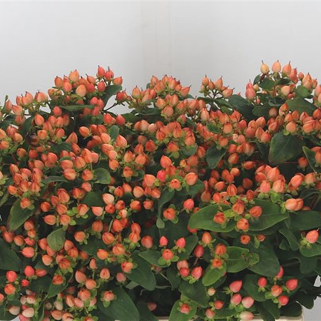Hypericum Magical Pumpkin
