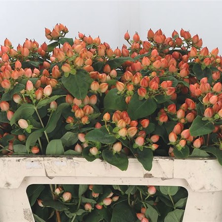Hypericum Magical Pumpkin