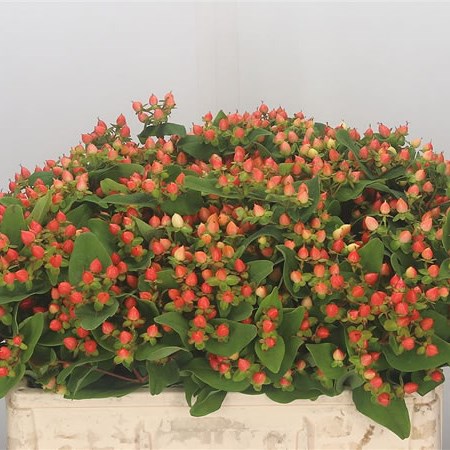 Hypericum Magical Pumpkin (Spray)