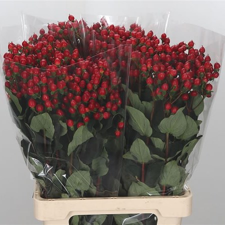 Hypericum Magical Royal Red