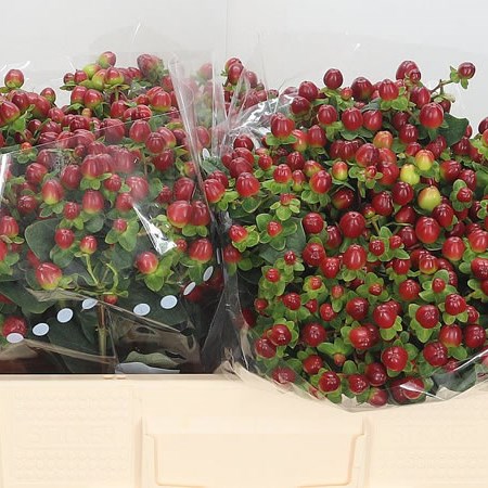 Hypericum Magical Seasons