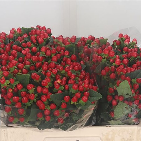 Hypericum Magical Triumph
