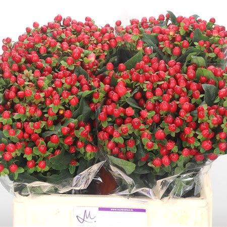 Hypericum Magical Triumph