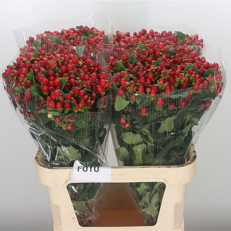 Hypericum Magical Triumph