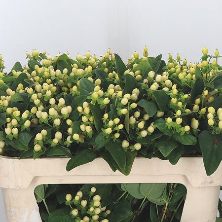 Hypericum Magical White Fall