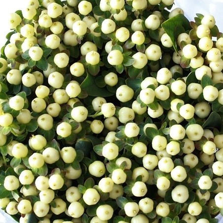 Hypericum Magical White Princess