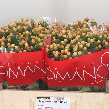 Hypericum Mellow Romance