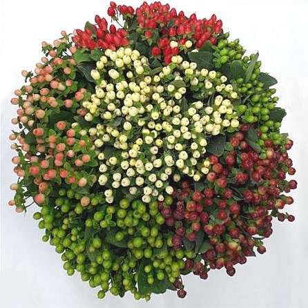 Hypericum Mix (Ecuador)