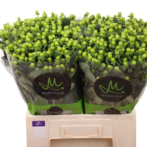 Hypericum Sisu Charm