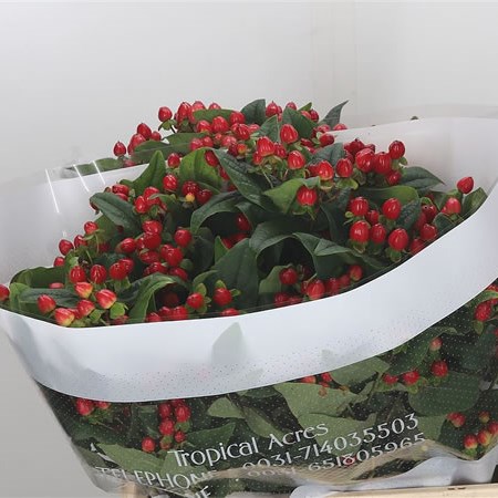 Hypericum Spray Red
